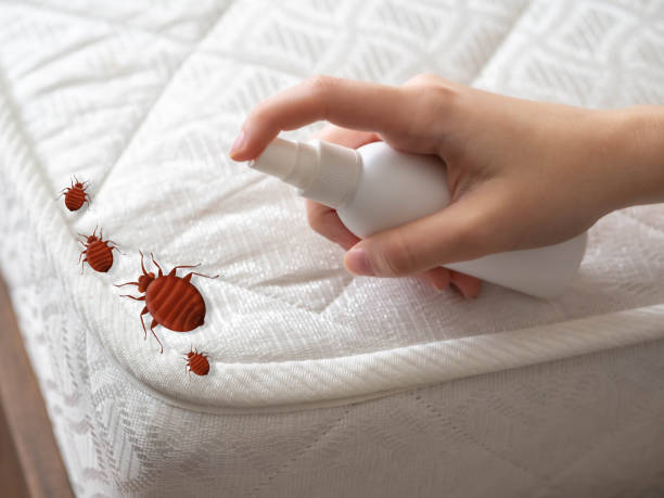 Emergency Pest Control in South Taft, CA